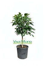 Pianta di Limone Meyer (vaso -