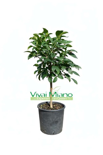 Pianta limone meyer - pianta, (vaso