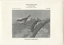 Stampa antica UCCELLI CISTICOLA e RAMPICHINO 1910 Antique print