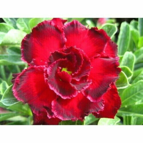 Semi adenium obesum - 5, di