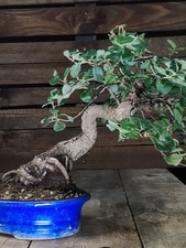 BONSAI sughera quercia da sughero Quercus SUBER Corkbark OAK Korkeiche Chuhin 