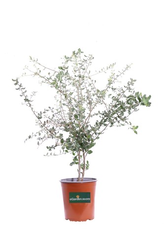 Pianta vera quercia - vera, di
