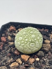 Pseudolithos Migiurtinus