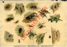 Cervo volante, ditisco