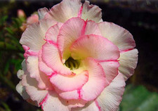 100 x Adenium Obesum, doppie