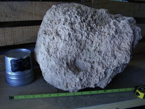 Pietra pomice mega - 15", pianta