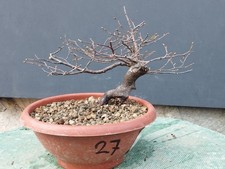 Bonsai Olmo Campestre In Vaso 20x24cm Pianta Articolata Albero Pre Bonsai Olmo?