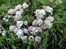 ORDINARIO GOZZO DI COLOMBA