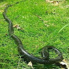 Serpente finto realistico