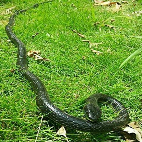 Serpente finto realistico