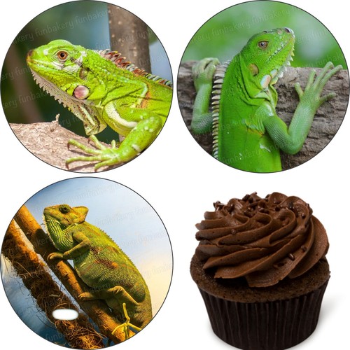 Iguana commestibile topper