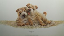 rughe di Warwick higgs cani