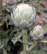 Carciofi Madrigal Semi da