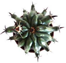 Ferocactus horridus var