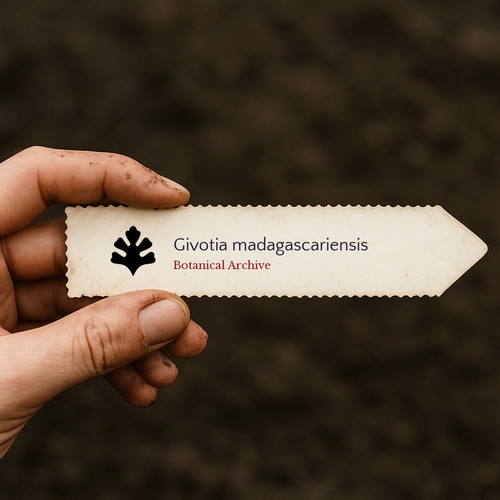 Givotia madagascariensis seeds - madagascariensis,