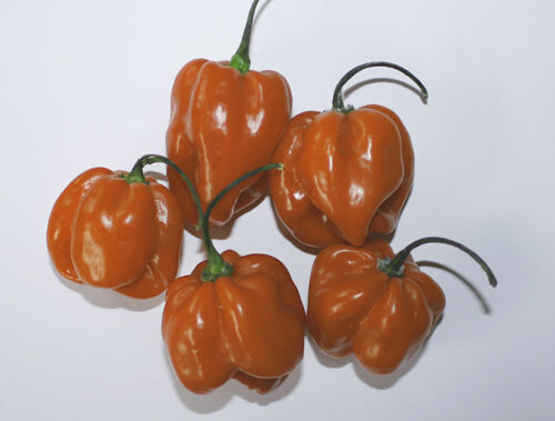 Peperoncino scotch bonnet - peperoncino,