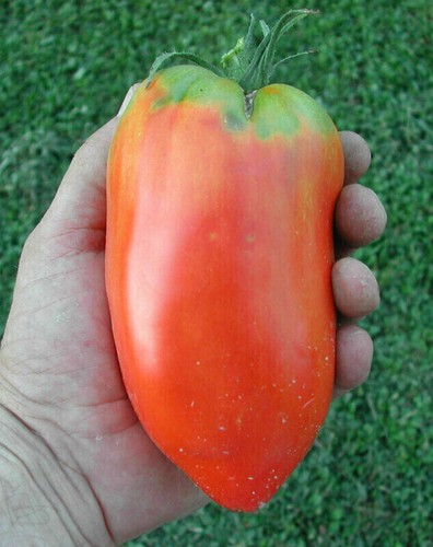 Pomodoro corno delle ande - corno,