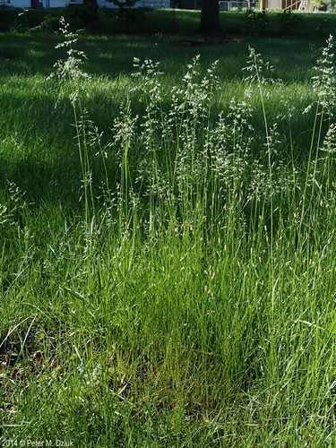 Poa pratensis 000 semi - pratensis,
