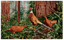 2110 pheasants the forrest - 2110,