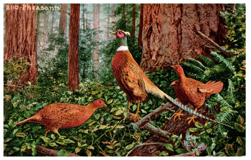 2110 fagiani nel bosco - nel,