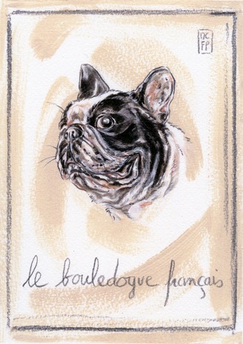 French bulldog dog fine art - french,