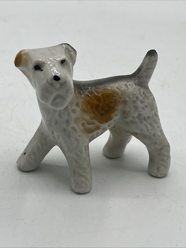 Filo fox terrier cane - filo,
