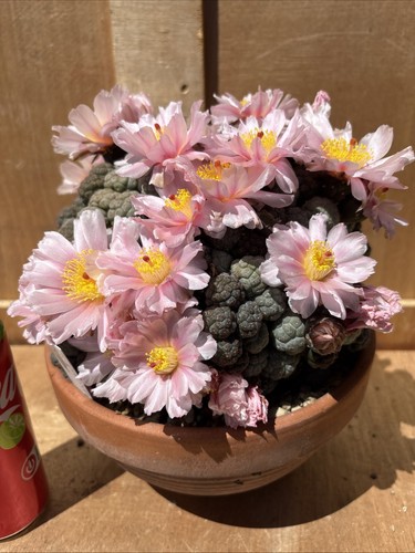 Puna bonnieae