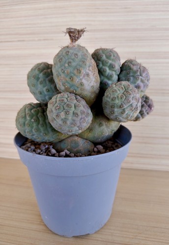 Tephrocactus geometricus pot - tephrocactus, geometricus,