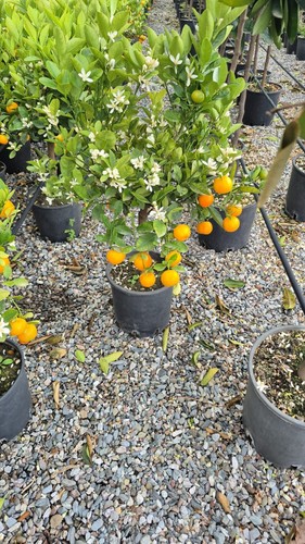 Piante calamondino agrume - calamondino,