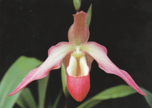 Eric young orchid foundation - orchid,