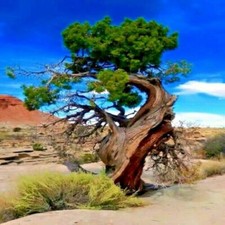 20 Bristlecone Pine Seeds