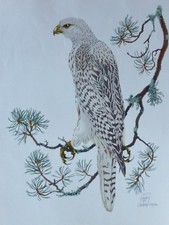 GAETAN DU CHATENET FALCON HAND
