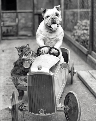 Divertente bulldog guida - divertente,