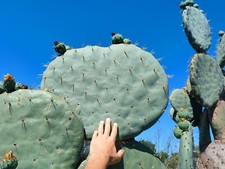 Pala fico d'india GIGANTE rotonda frutti rossi grossi - Opuntia Robusta 1pz