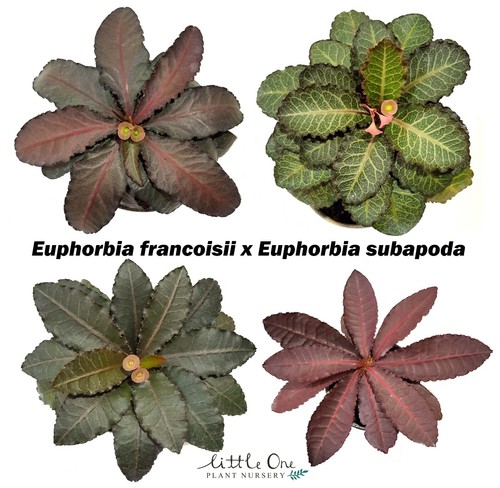Euphorbia francoisii - , x