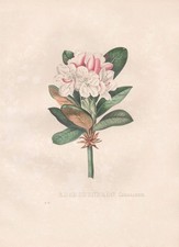 Rhododendron Caucasicum