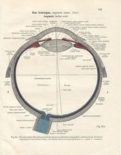 Stampa antica ANATOMIA OCCHIO oculista medicina Sobotta 1931 Antique print