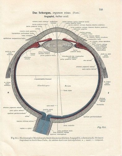 Stampa antica anatomia - stampa,