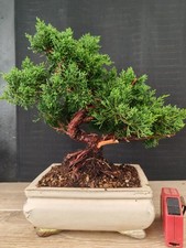 bonsai ginepro chinesis 33 cm