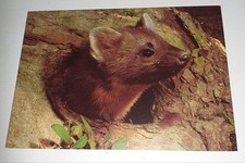 Vecchia cartolina DJH Edelmarder Marten animale cartolina donazioni cartolina animali 