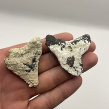 Megalodonte denti di squalo