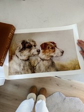 Stampa Jack Russel terrier