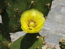 Opuntia streptacantha 20 semi