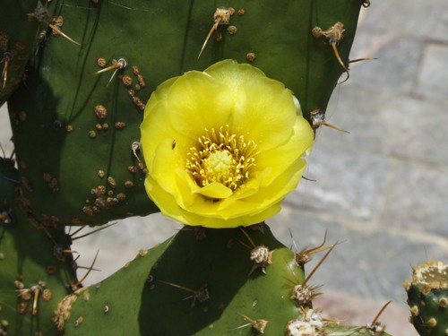 Opuntia streptacantha semi - opuntia, 20