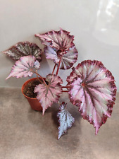 Sale2437 Begonia Kismet