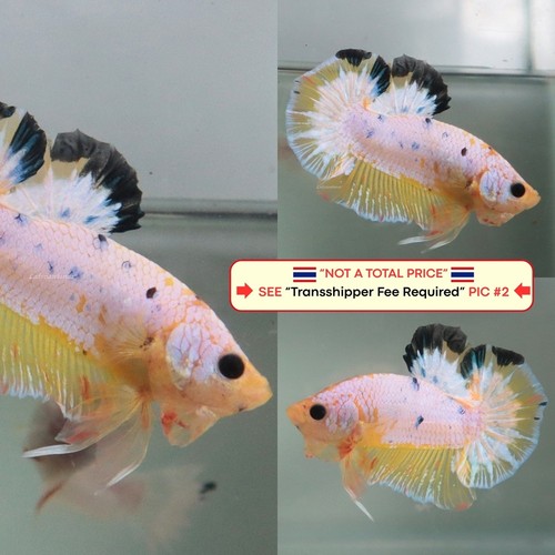 Live betta fish - live,