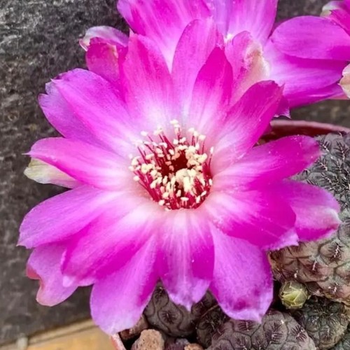 Sulcorebutia rauschii violacea - sulcorebutia,