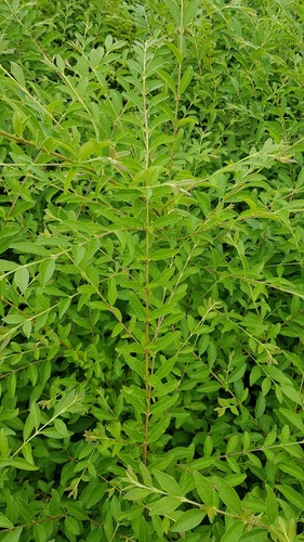 Ligustrum sinense troène - sinense,