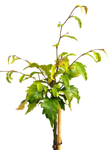 Fagus sylvatica sandrode 80 - fagus,