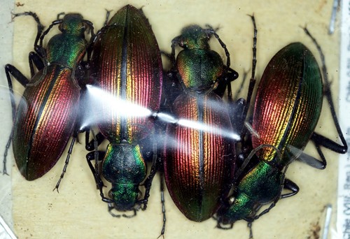 Ceroglossus chilensis - , cf